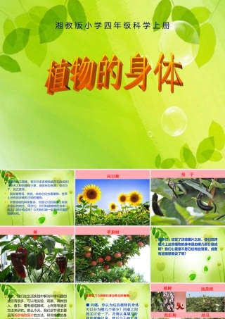 四年级科学上册 1.1 植物的身体课件2 湘教版-湘教版小学四年级上册自然科学课件