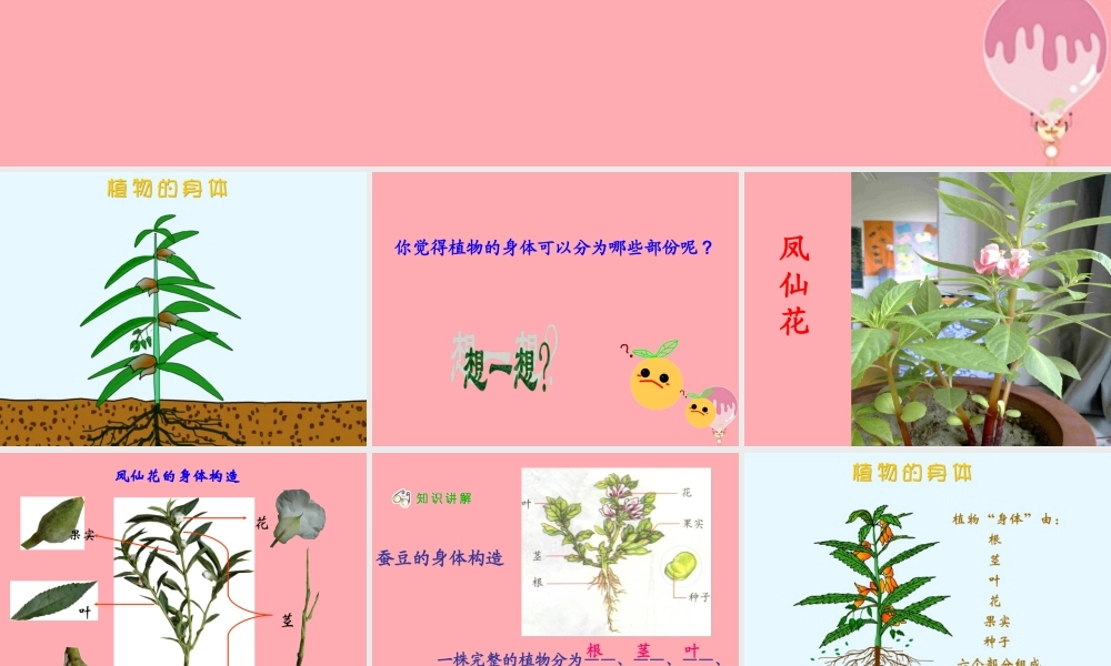 四年级科学上册 1.1 植物的身体课件3 湘教版-湘教版小学四年级上册自然科学课件