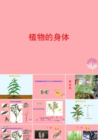 四年级科学上册 1.1 植物的身体课件3 湘教版-湘教版小学四年级上册自然科学课件
