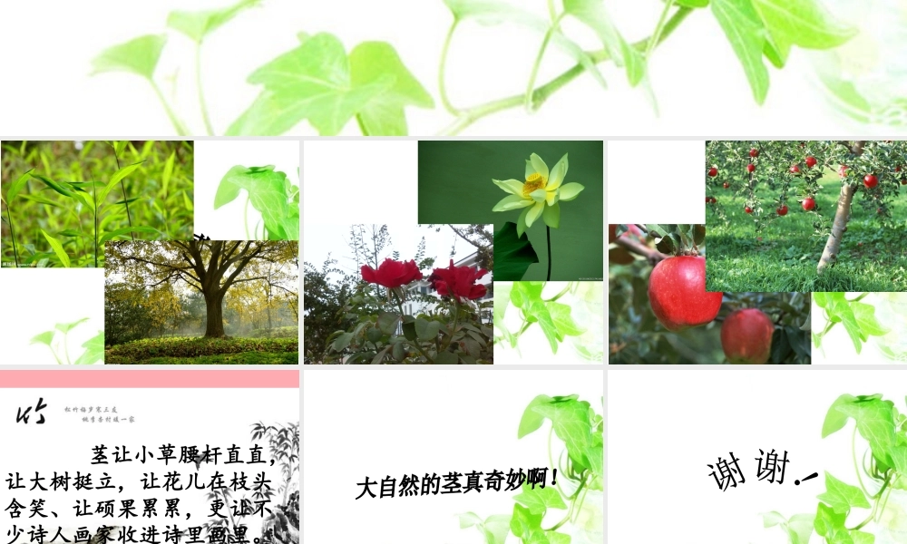 四年级科学上册 1.2 根与径的奥秘课件1 湘教版-湘教版小学四年级上册自然科学课件