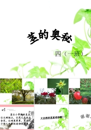 四年级科学上册 1.2 根与径的奥秘课件1 湘教版-湘教版小学四年级上册自然科学课件