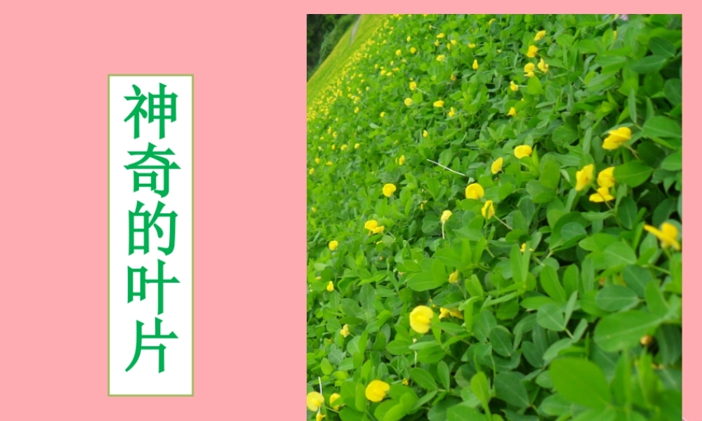 四年级科学上册 1.3 神奇的叶子课件2 湘教版-湘教版小学四年级上册自然科学课件