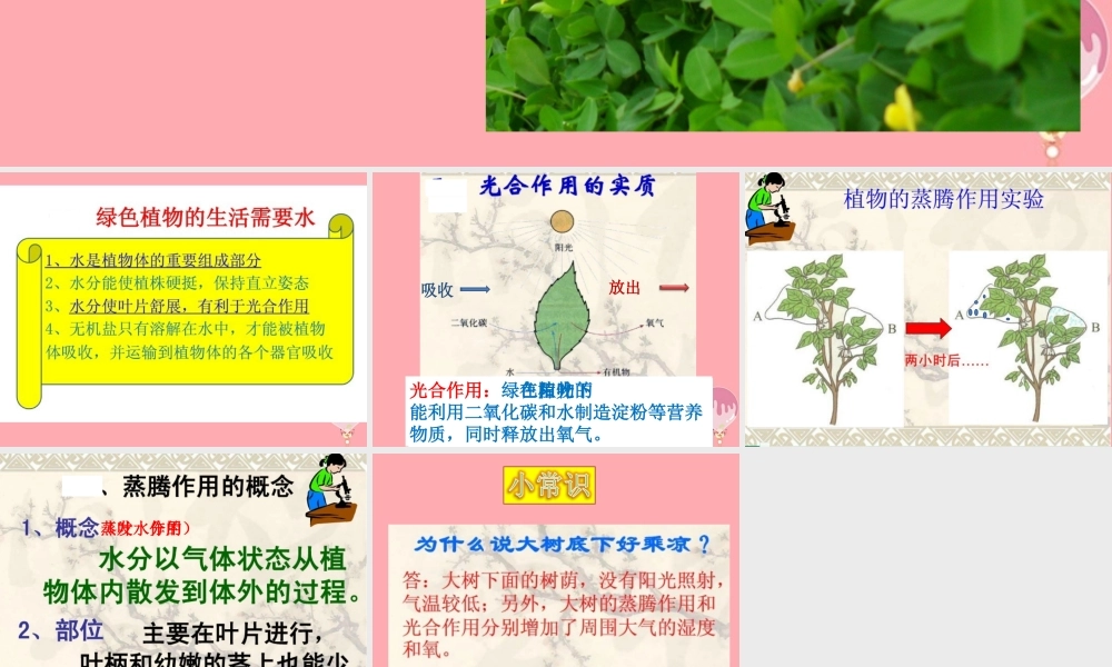 四年级科学上册 1.3 神奇的叶子课件2 湘教版-湘教版小学四年级上册自然科学课件