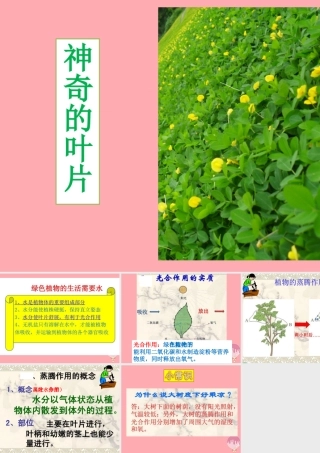 四年级科学上册 1.3 神奇的叶子课件2 湘教版-湘教版小学四年级上册自然科学课件