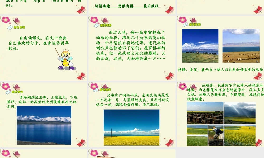 六年级语文下册 第2单元 5《迷人的青海湖》课件3 语文A版-语文A版小学六年级下册语文课件