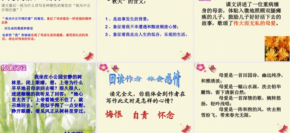 六年级语文下册 第6单元 14《秋天的怀念》课件6 语文A版-语文A版小学六年级下册语文课件