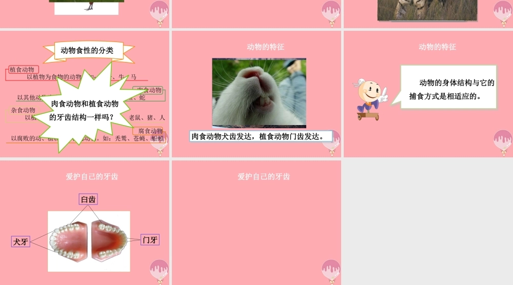 四年级科学上册 2.1 动物的特征课件1 湘教版-湘教版小学四年级上册自然科学课件