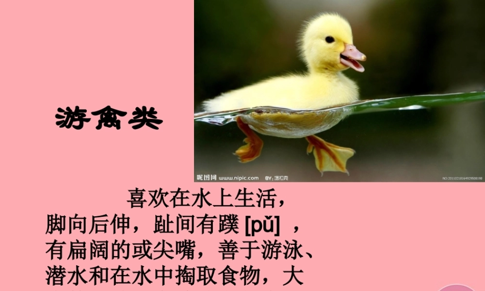 四年级科学上册 2.1 动物的特征课件2 湘教版-湘教版小学四年级上册自然科学课件