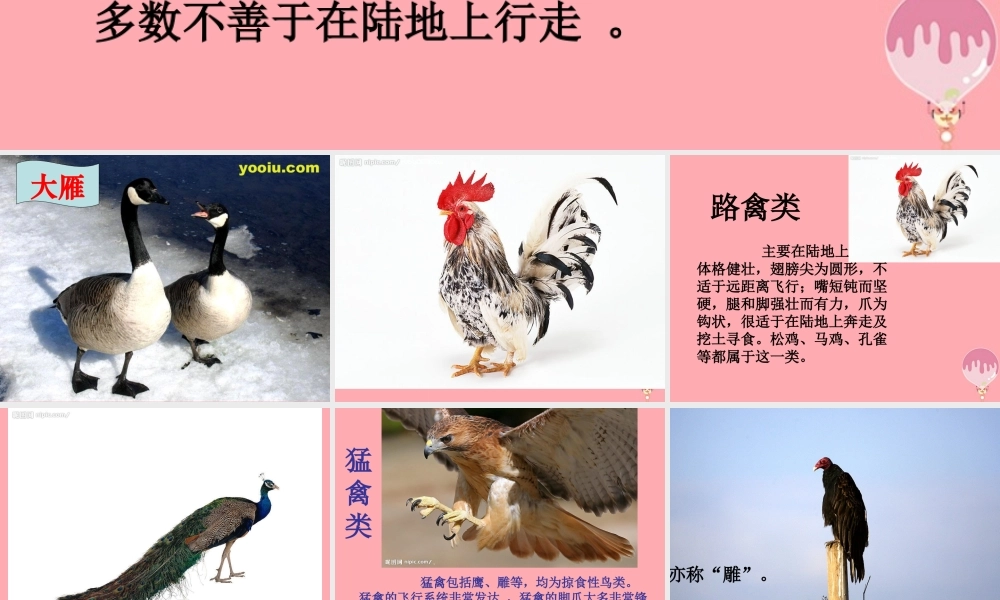 四年级科学上册 2.1 动物的特征课件2 湘教版-湘教版小学四年级上册自然科学课件