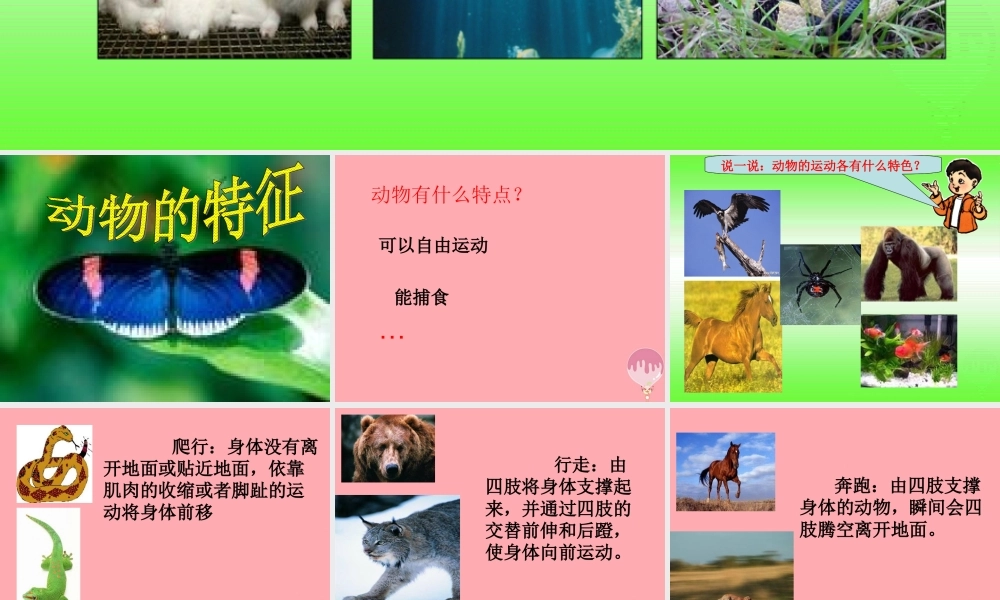 四年级科学上册 2.1 动物的特征课件3 湘教版-湘教版小学四年级上册自然科学课件