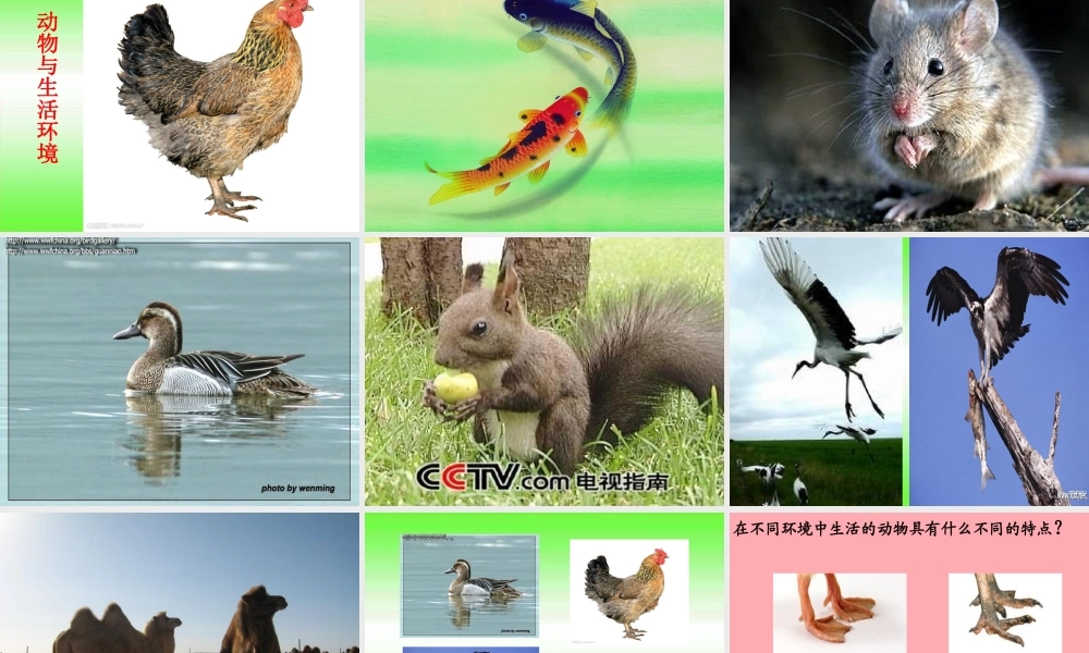 四年级科学上册 2.1 动物的特征课件3 湘教版-湘教版小学四年级上册自然科学课件