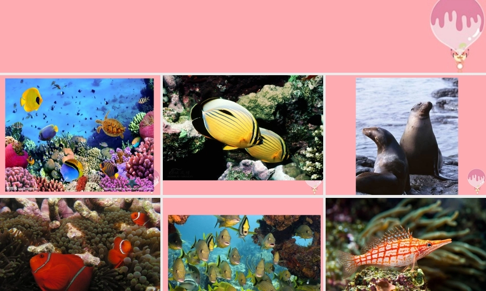 四年级科学上册 2.2 水族的公民课件1 湘教版-湘教版小学四年级上册自然科学课件