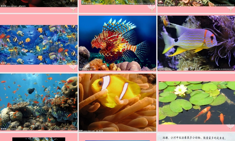 四年级科学上册 2.2 水族的公民课件1 湘教版-湘教版小学四年级上册自然科学课件