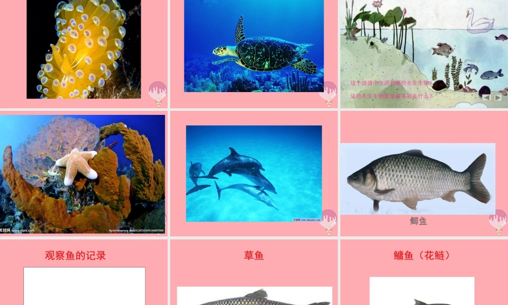 四年级科学上册 2.2 水族的公民课件1 湘教版-湘教版小学四年级上册自然科学课件