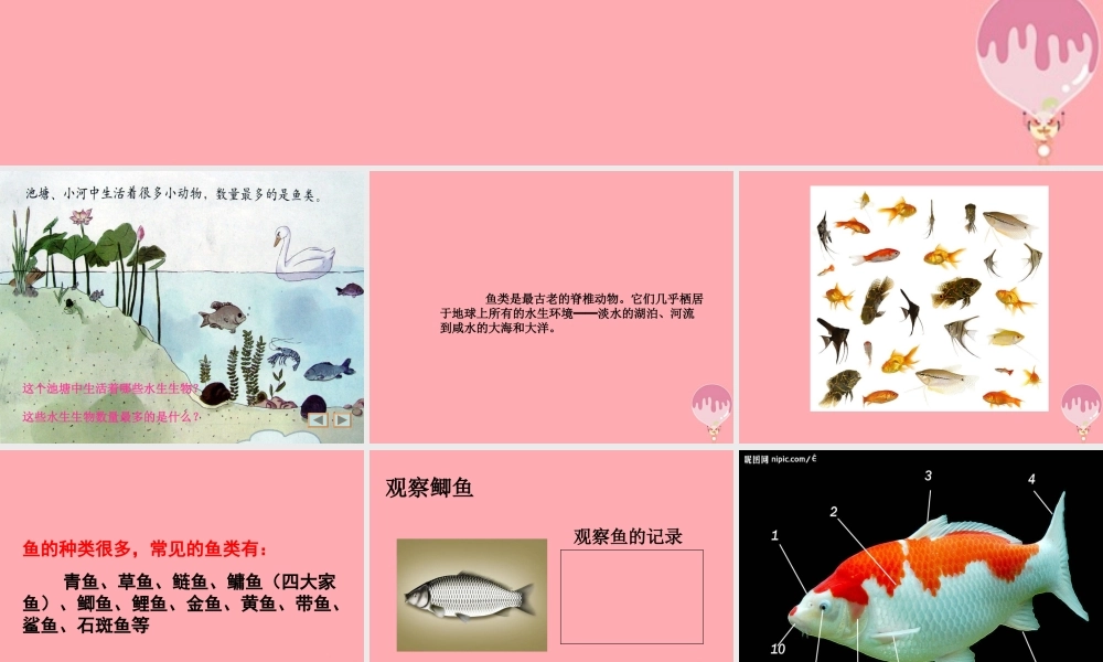 四年级科学上册 2.2 水族的公民课件2 湘教版-湘教版小学四年级上册自然科学课件