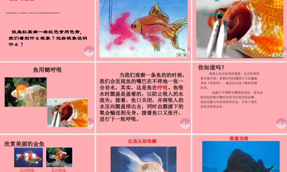 四年级科学上册 2.2 水族的公民课件2 湘教版-湘教版小学四年级上册自然科学课件