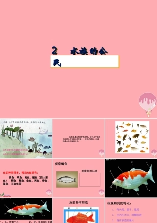 四年级科学上册 2.2 水族的公民课件2 湘教版-湘教版小学四年级上册自然科学课件