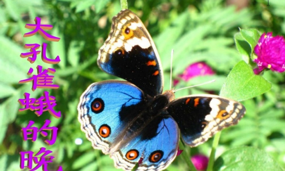 六年级语文下册《大孔雀蛾的晚会》课件1 长春版-长春版小学六年级下册语文课件