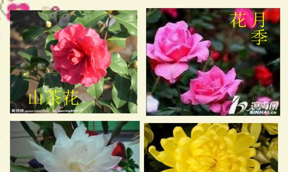 六年级语文下册 第3单元 7《养花》课件1 语文A版-语文A版小学六年级下册语文课件