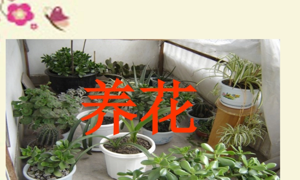 六年级语文下册 第3单元 7《养花》课件2 语文A版-语文A版小学六年级下册语文课件