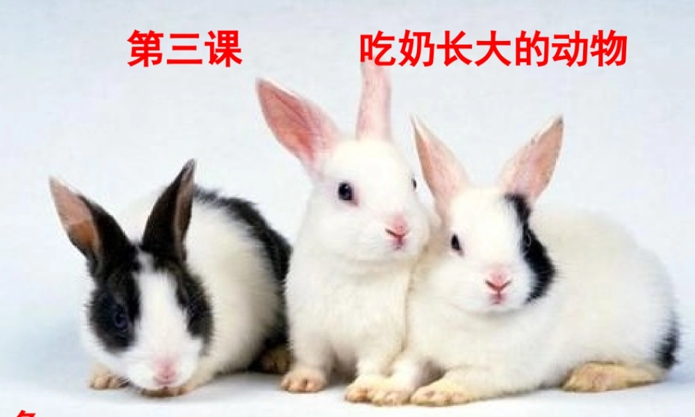 四年级科学上册 2.3 吃奶长大的动物课件2 湘教版-湘教版小学四年级上册自然科学课件