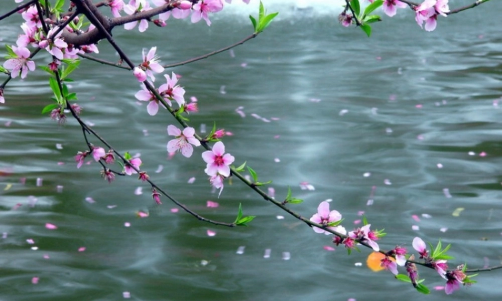 六年级语文下册 第3单元 7《养花》课件4 语文A版-语文A版小学六年级下册语文课件