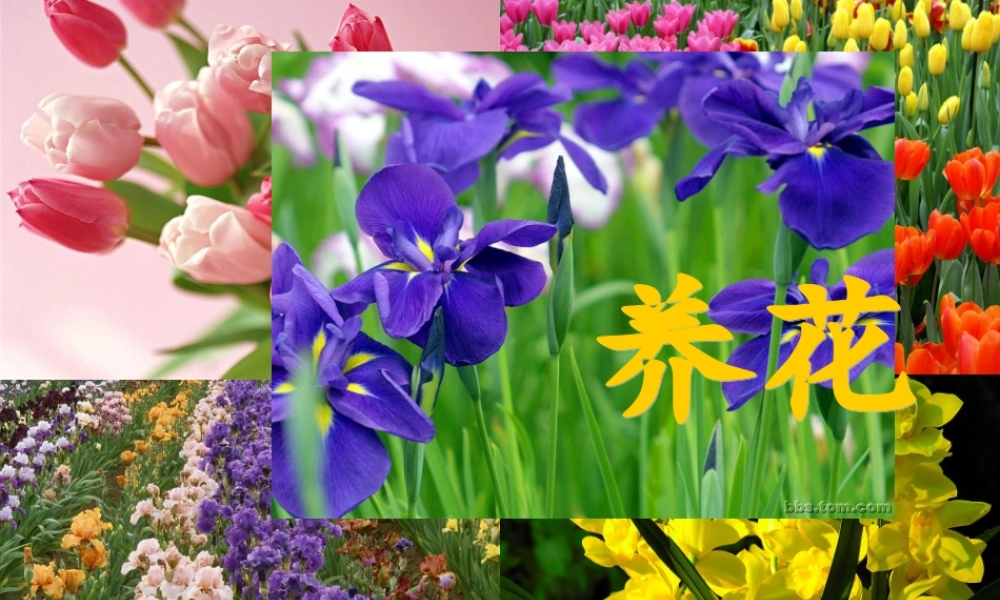 六年级语文下册 第3单元 7《养花》课件5 语文A版-语文A版小学六年级下册语文课件