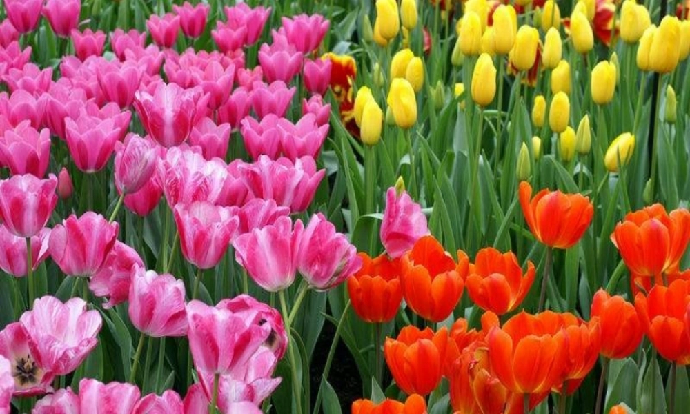 六年级语文下册 第3单元 7《养花》课件7 语文A版-语文A版小学六年级下册语文课件