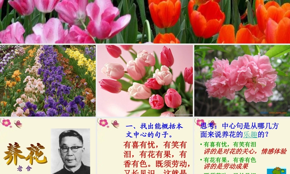 六年级语文下册 第3单元 7《养花》课件7 语文A版-语文A版小学六年级下册语文课件