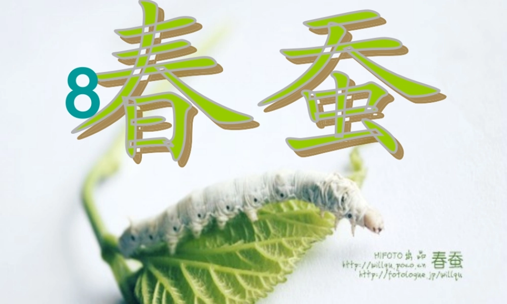 六年级语文下册 第3单元 8《春蚕》课件4 语文A版-语文A版小学六年级下册语文课件