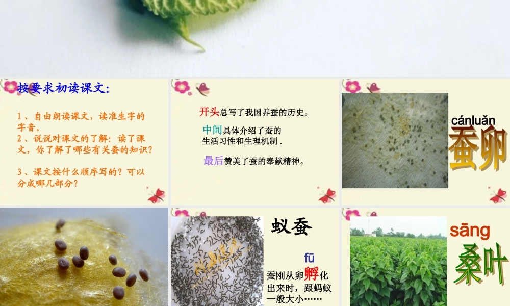 六年级语文下册 第3单元 8《春蚕》课件4 语文A版-语文A版小学六年级下册语文课件
