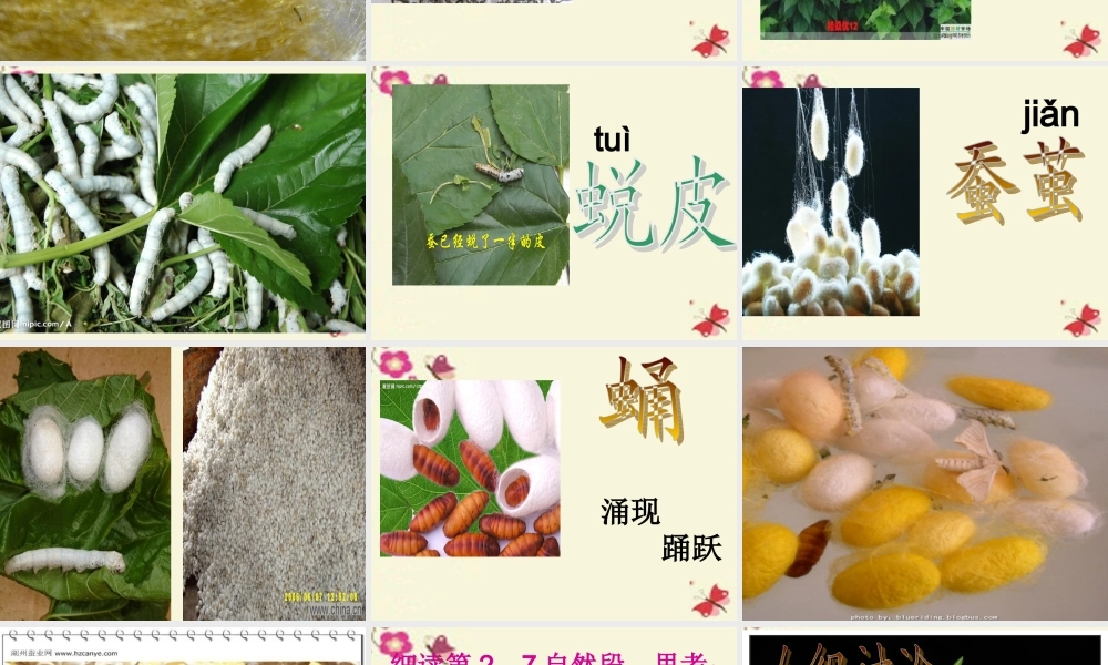 六年级语文下册 第3单元 8《春蚕》课件4 语文A版-语文A版小学六年级下册语文课件