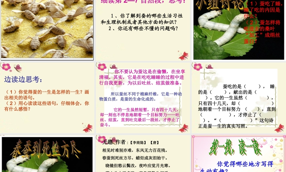 六年级语文下册 第3单元 8《春蚕》课件4 语文A版-语文A版小学六年级下册语文课件