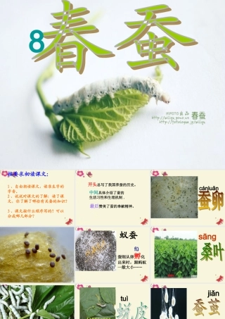 六年级语文下册 第3单元 8《春蚕》课件4 语文A版-语文A版小学六年级下册语文课件