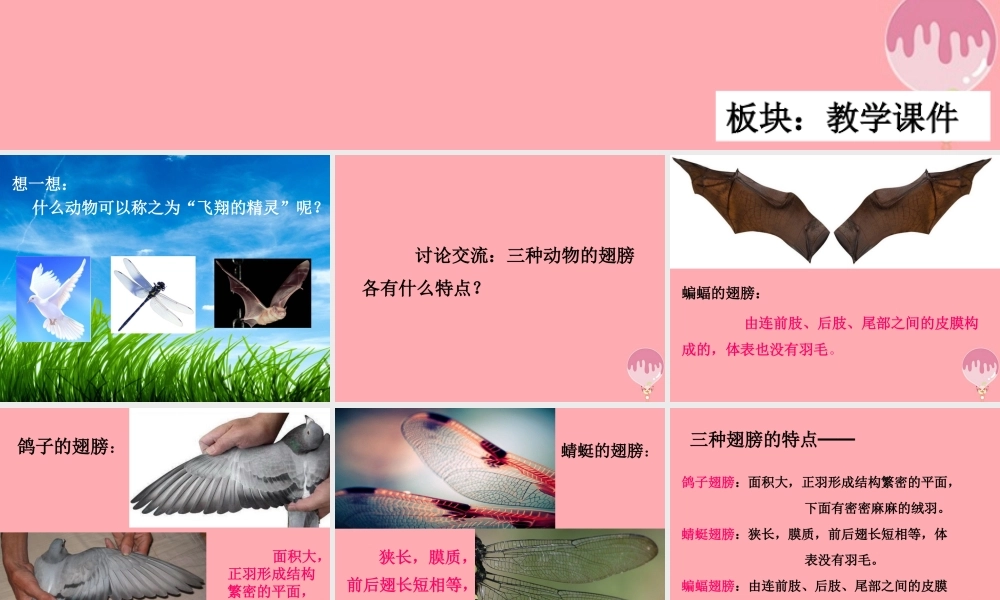 四年级科学上册 2.4 飞翔的精灵课件1 湘教版-湘教版小学四年级上册自然科学课件