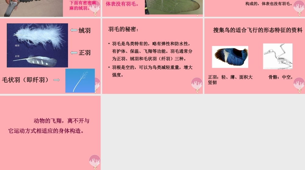 四年级科学上册 2.4 飞翔的精灵课件1 湘教版-湘教版小学四年级上册自然科学课件