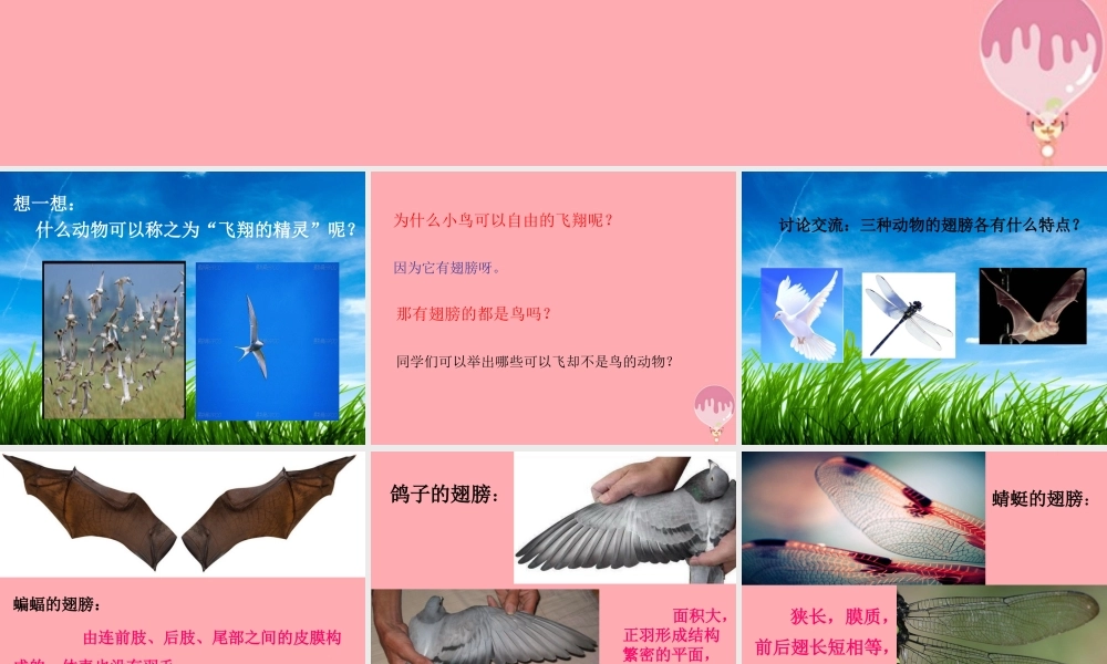 四年级科学上册 2.4 飞翔的精灵课件2 湘教版-湘教版小学四年级上册自然科学课件