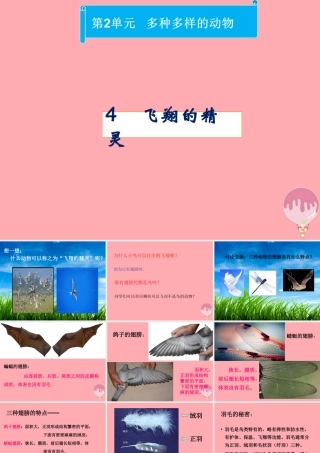 四年级科学上册 2.4 飞翔的精灵课件2 湘教版-湘教版小学四年级上册自然科学课件