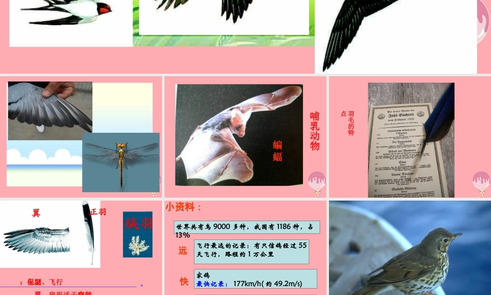 四年级科学上册 2.4 飞翔的精灵课件3 湘教版-湘教版小学四年级上册自然科学课件