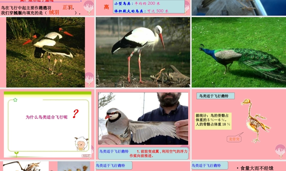 四年级科学上册 2.4 飞翔的精灵课件3 湘教版-湘教版小学四年级上册自然科学课件