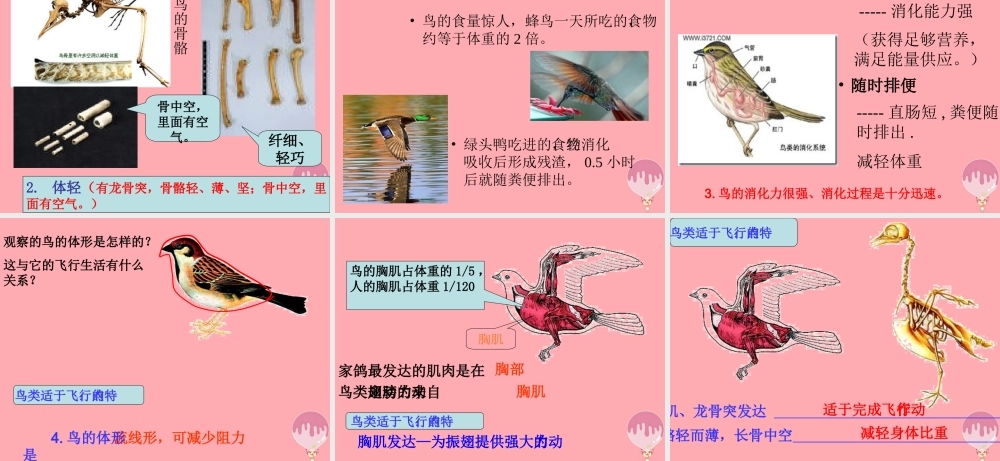 四年级科学上册 2.4 飞翔的精灵课件3 湘教版-湘教版小学四年级上册自然科学课件