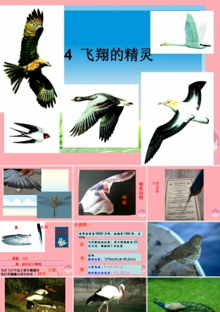 四年级科学上册 2.4 飞翔的精灵课件3 湘教版-湘教版小学四年级上册自然科学课件