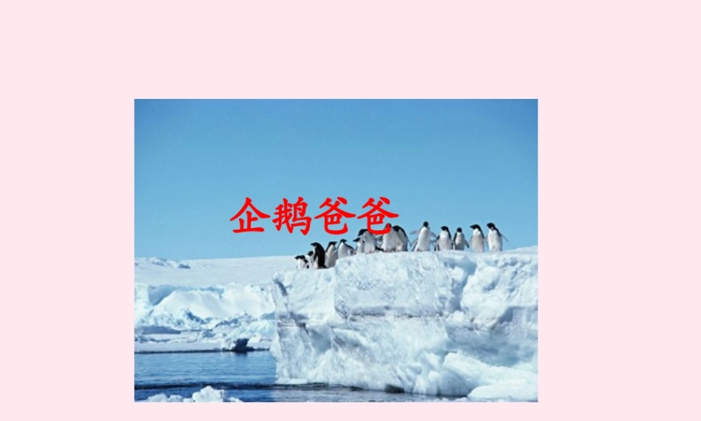 六年级语文下册 第三单元 第10课《企鹅爸爸》课件 西师大版-西师大版小学六年级下册语文课件
