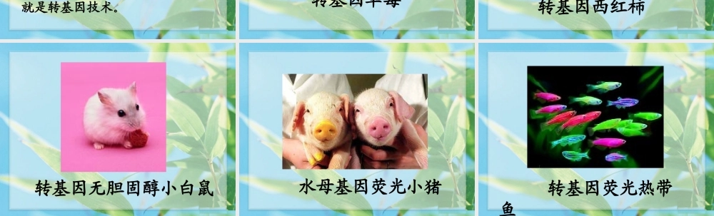 六年级语文下册 第3单元 12《种瓜得豆》课件5 语文S版-语文S版小学六年级下册语文课件