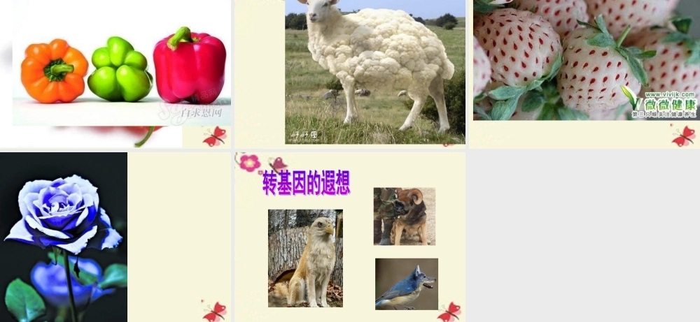 六年级语文下册 第3单元 12《种瓜得豆》课件7 语文S版-语文S版小学六年级下册语文课件