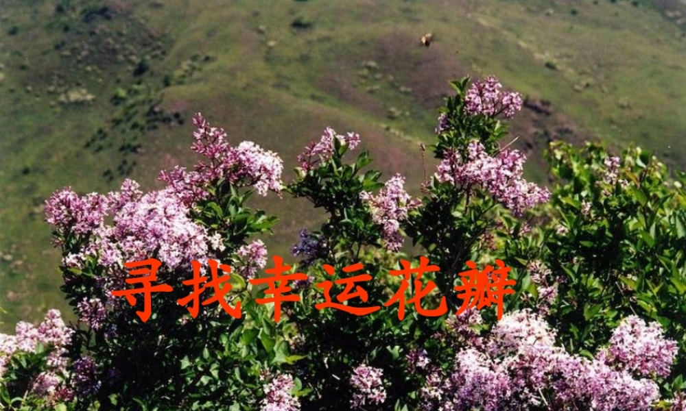 六年级语文下册 第七单元 第25课《寻找幸运花瓣》课件 西师大版-西师大版小学六年级下册语文课件