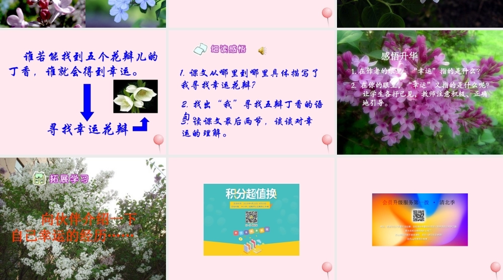 六年级语文下册 第七单元 第25课《寻找幸运花瓣》课件 西师大版-西师大版小学六年级下册语文课件