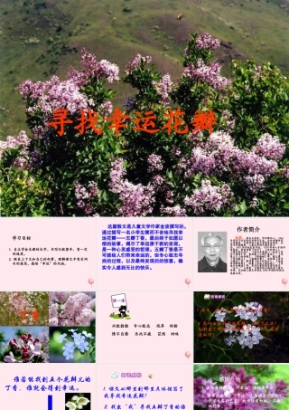 六年级语文下册 第七单元 第25课《寻找幸运花瓣》课件 西师大版-西师大版小学六年级下册语文课件