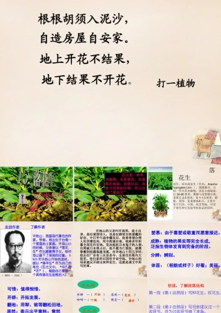 六年级语文下册《落花生》课件1 长春版-长春版小学六年级下册语文课件