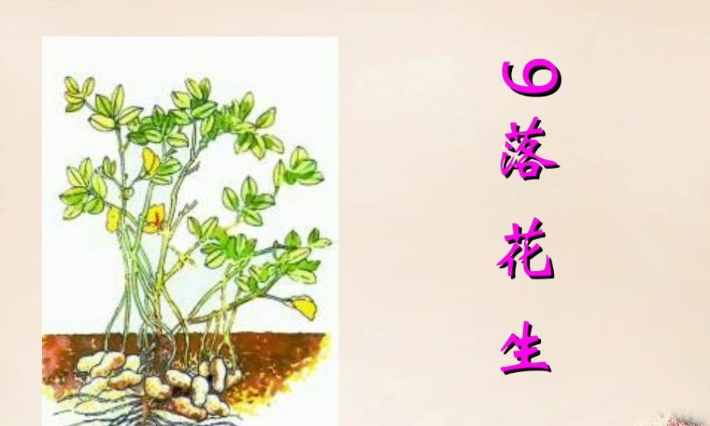 六年级语文下册《落花生》课件3 长春版-长春版小学六年级下册语文课件